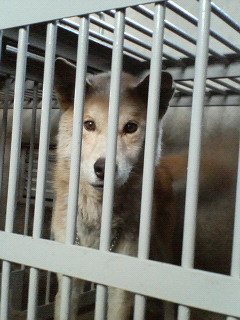 秋田・ハスキー