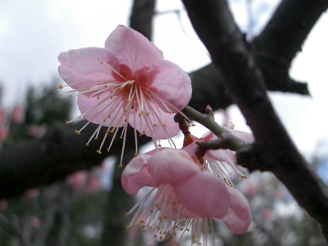 梅の花