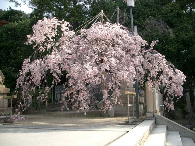 本殿横の桜