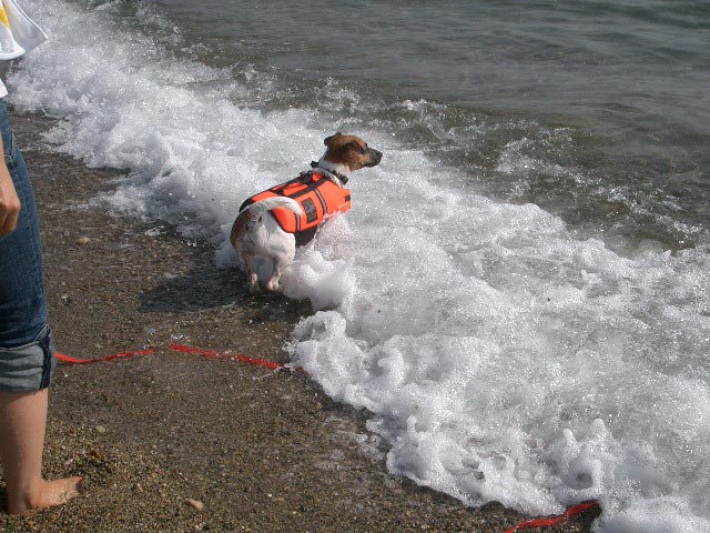 海犬１