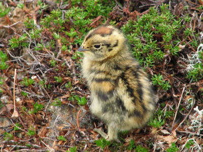 雷鳥のヒナ.jpg