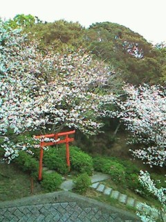 鳥居と桜