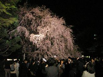 六義園_しだれ桜04_ss.JPG