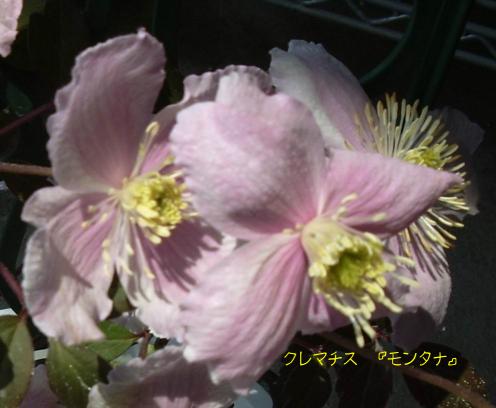 クレマチス　『モンタナ』