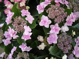 ﾊｲﾄﾞﾗ　城が崎