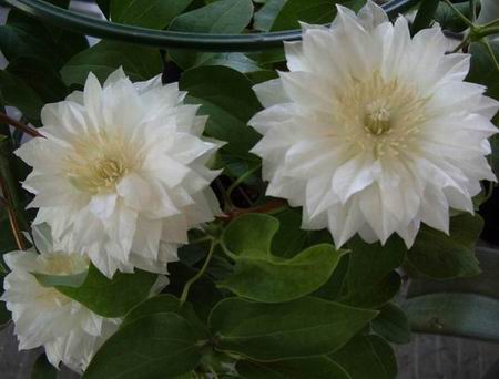 ｸﾚﾏﾁ　ﾀﾞｯﾁｪｽ･ｵﾌﾞ･ｴｼﾞﾝﾊﾞﾗ