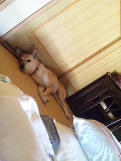 後ろ脚が悩ましい