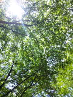 木漏れ日