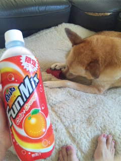 カリカリに夢中