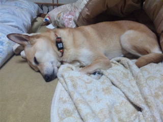 寝てる画像が多いなぁ