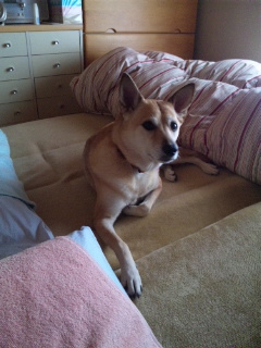 勝手に乗っている