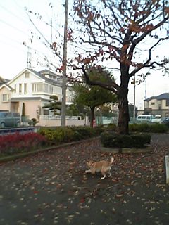 ボール取りに行き、独り遊びに突入