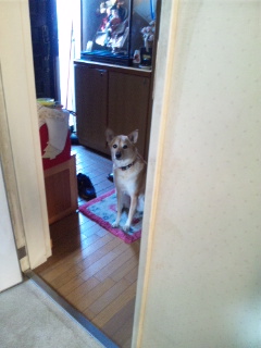 こはるさんは見た！