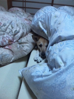 冬の定番もふもふ。