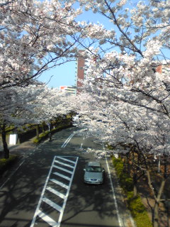 桜並木２