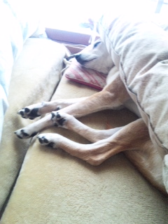 いいなぁ・・毎日寝てる