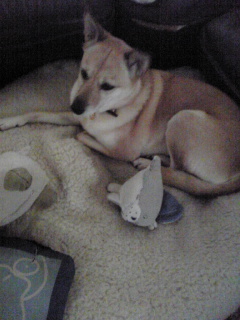 留守番は寂しいのよね・・