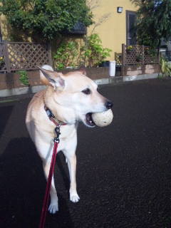 公園まで運ぶさっ