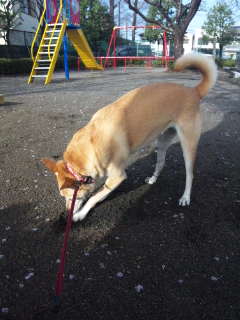 雨上がりだから地面やわらか