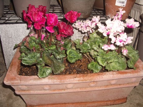 091205-gcyclamen.jpg