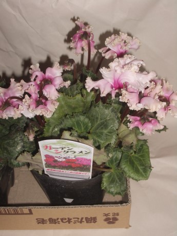 091202-gcyclamen-p.jpg