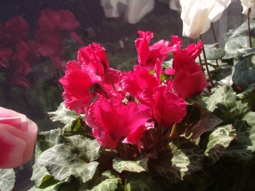 0904-cyclamen.jpg