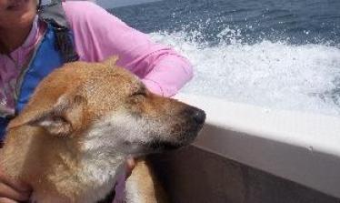 4 枚の iPhoto イメージ