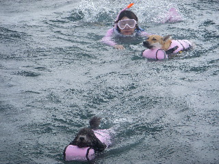 4 枚の iPhoto イメージ