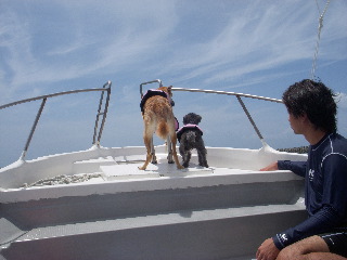 4 枚の iPhoto イメージ