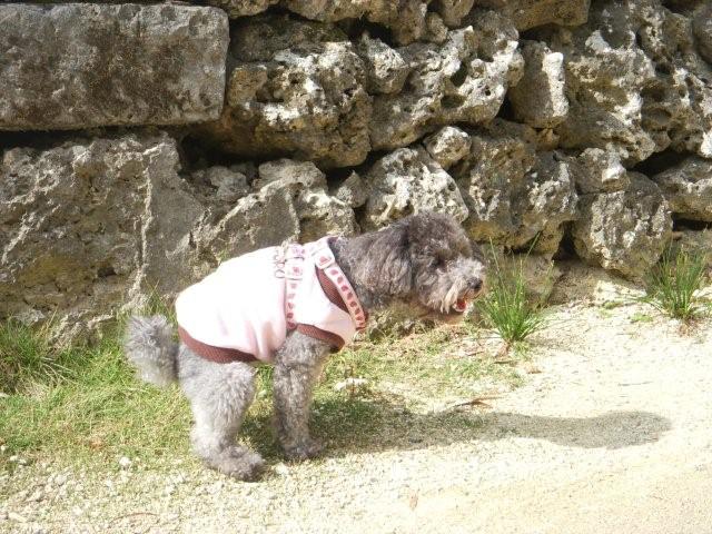 電子メールで送信: DSCN1784_0767