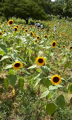 11/08/16　ひまわりフェア