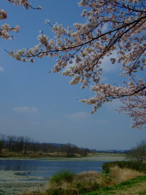 多摩川の桜２