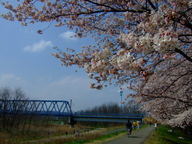 多摩川の桜３