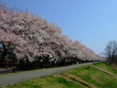 多摩川の桜４