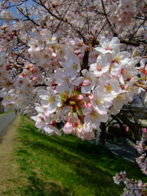 多摩川の桜５