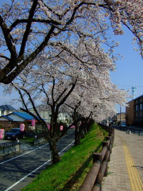 多摩川の桜６