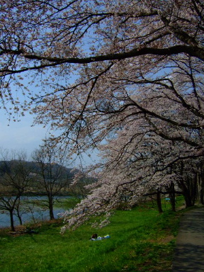 多摩川の桜７
