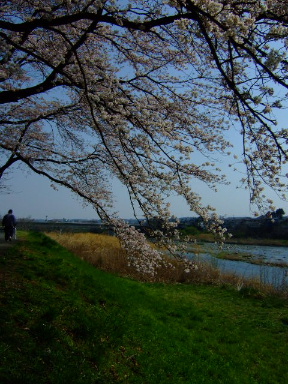多摩川の桜９