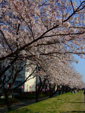 多摩川の桜１２