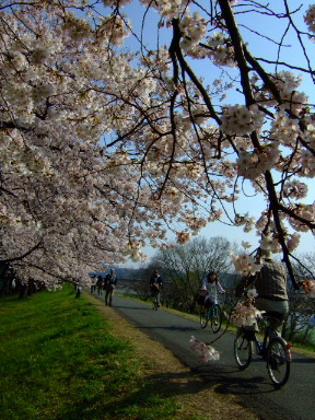 多摩川の桜１３