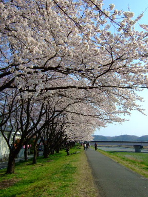 多摩川の桜１４