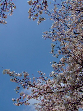 多摩川の桜１５