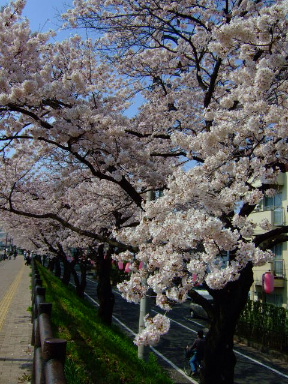 多摩川の桜１５