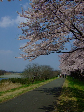 多摩川の桜17