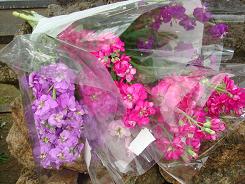 DSC01393.jpg