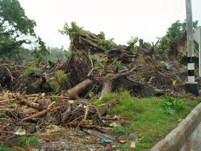 倒木置き場２.jpg
