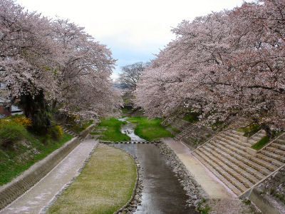 玉川の桜.jpg