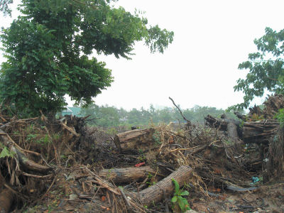 倒木置き場５.jpg