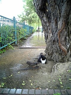 公園時代の私、雨降りの日は木陰で過ごしました