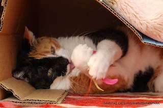 モードさんと遊ぶのが最近の流行り